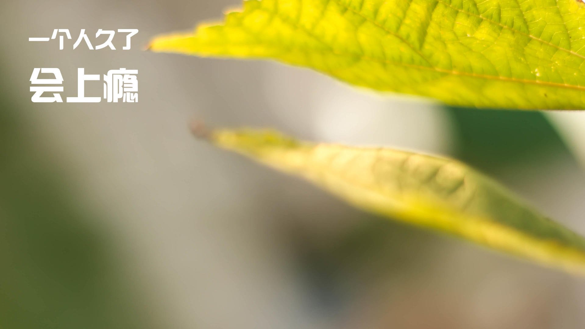 2024年国际乒联混合团体世界杯:瑞典队如何脱颖而出,瑞典世界乒乓球赛